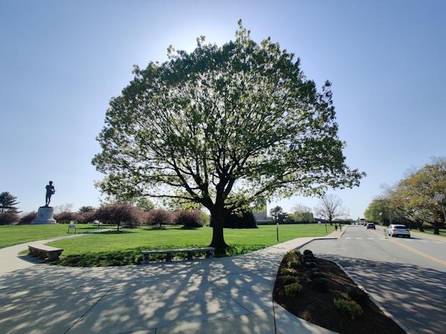 Bäume die im Frühling blühen