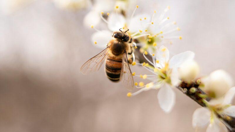 Bienenfreundliche Bäume