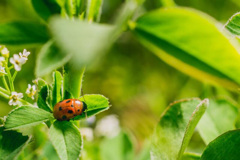 Insektenfreundliche Sträucher im Schatten