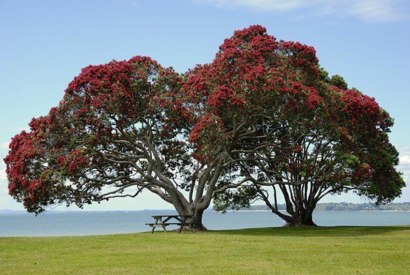 Persischer Eisenholzbaum (Parrotia persica) – Ein Highlight für jeden Garten
