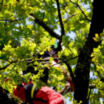 Baumpflege hoch im Baum, Baumpflege Pemsl Lindau, Allgäu, Bodensee