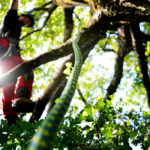 Dank Kletterseilen sicher im Baum, Baumpflege Pemsl