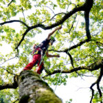 Mit Seilen gesichert im Baum zur Kontrolle und Baumpflege