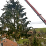 Kranfällung, Baumfällung, Baumpflege Pemsl Lindau