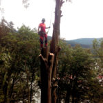 Helikopterfällung - Baumfällung mit Helikopter, Baumpflege Pemsl