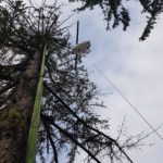 Helikopterfällung - Baumfällung mit Helikopter, Baumpflege Pemsl