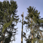 baumkletterer dominik pemsl von der baumpflege pemsl klettert auf baum und macht kronenschnitt