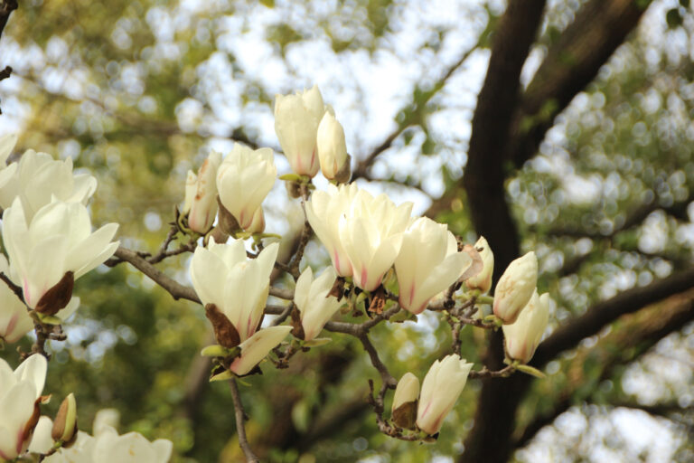 trompetenbaumblüten