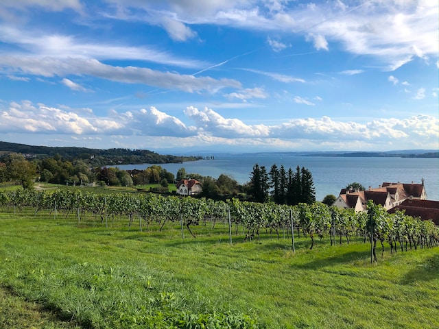 baumpflege pemsl lindau am bodensee